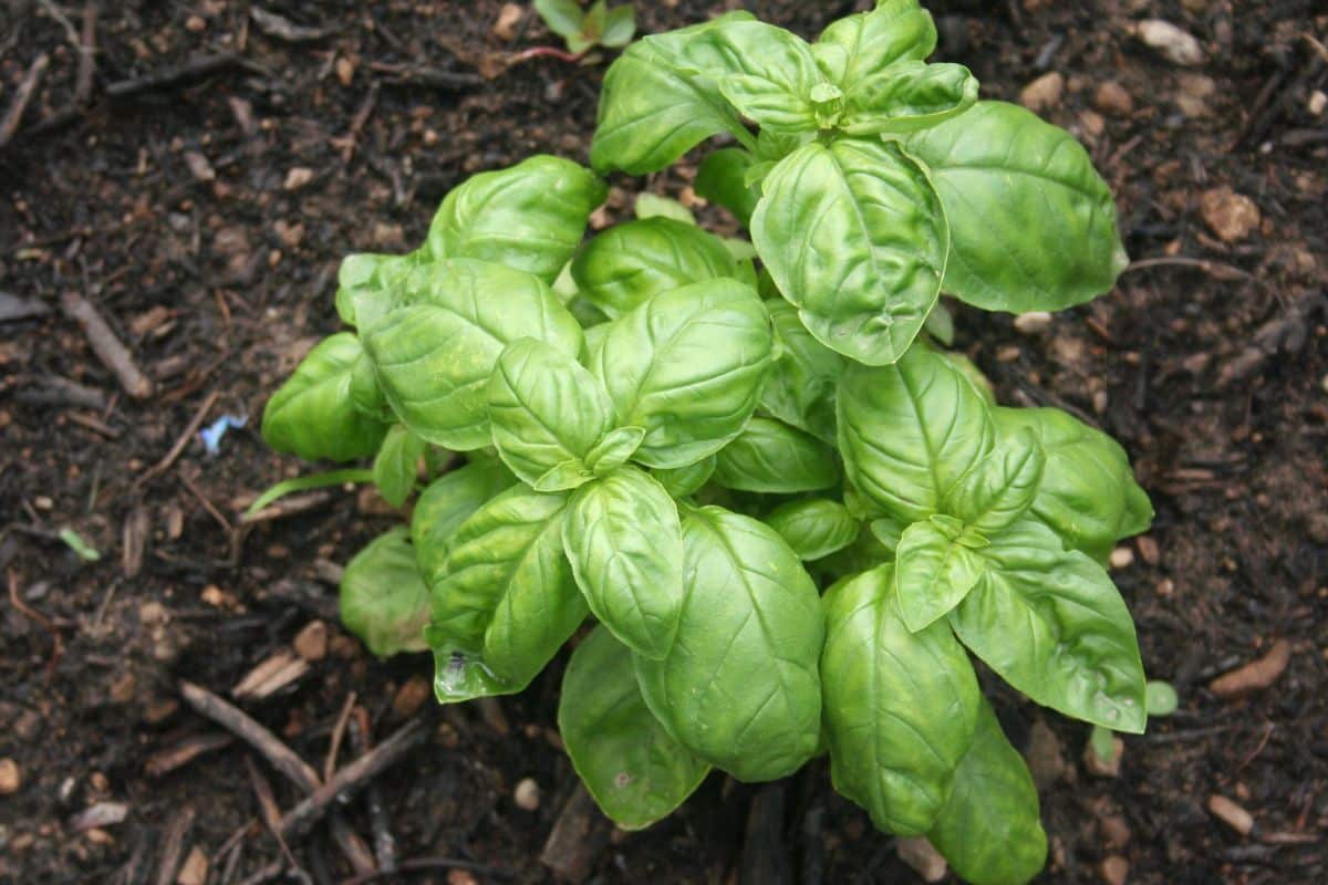 Plante de basilic vert poussé en terre