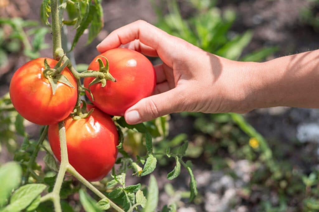 Main cueillant des tomates mûres dans le jardin.