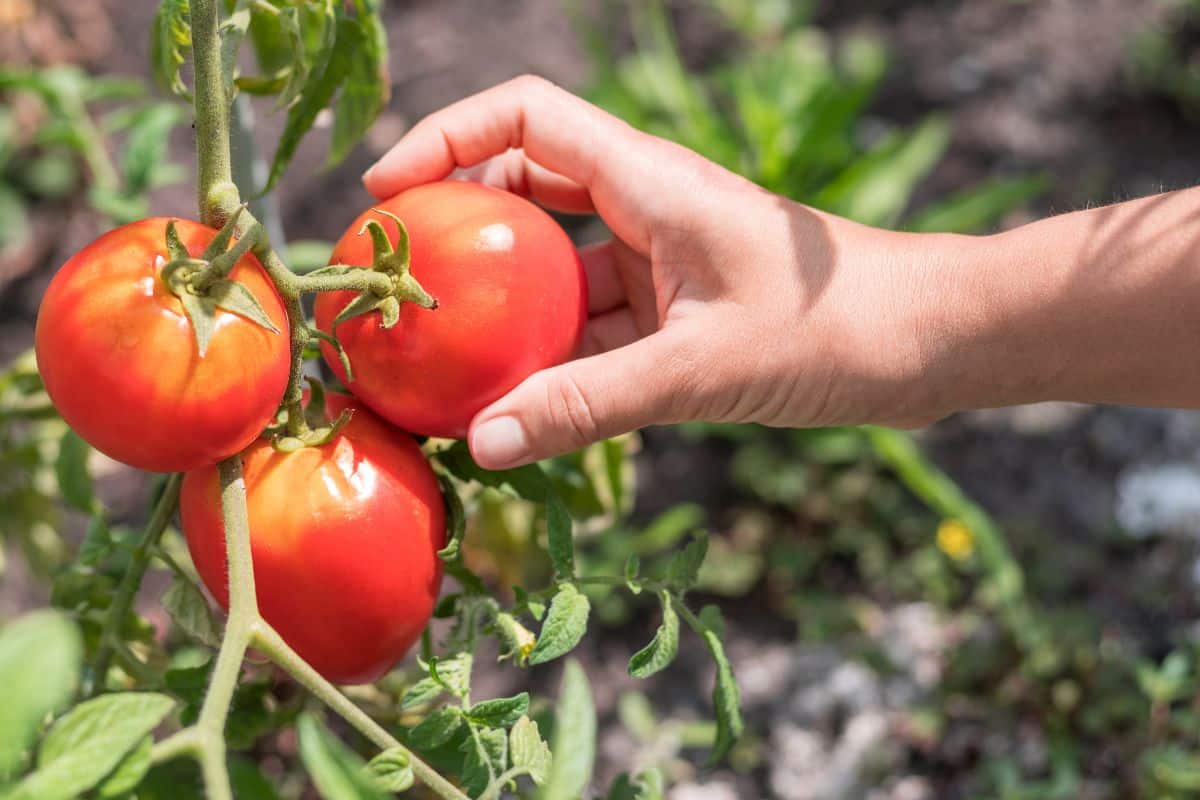 Main cueillant des tomates mûres dans le jardin.
