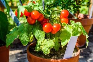 Voici le geste le plus sous-estimé pour cultiver des tomates juteuses et parfumées cet été, testé et validé au potager