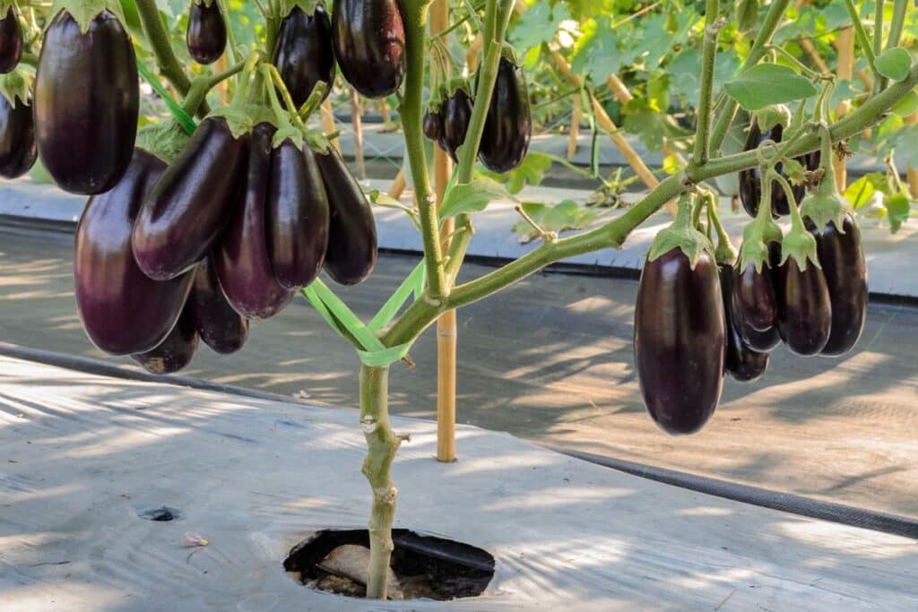 Aubergines mûres sur pied en jardin.