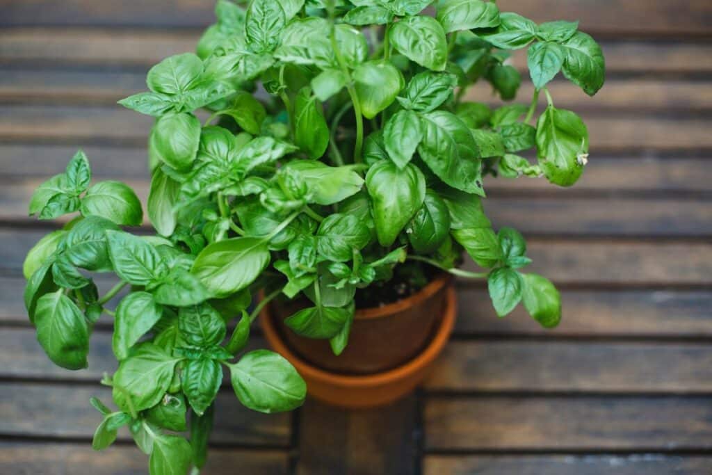 Plante de basilic en pot sur table en bois.