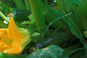 Jardin potager : cette technique d’arrosage en été double la production de courgettes et les protège jusqu’en septembre