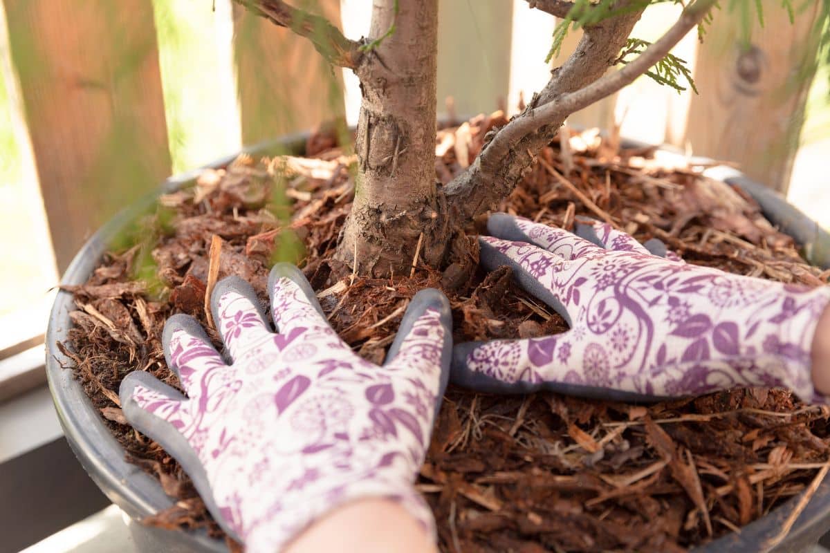 Mains gantées jardinant autour d'un petit arbre.