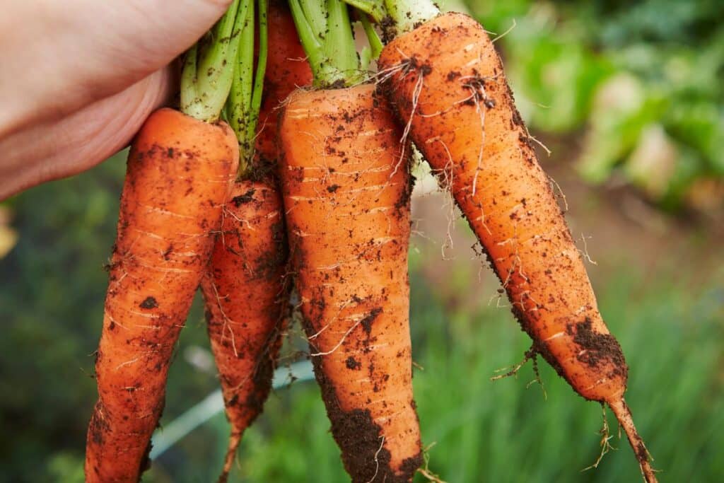 Main tenant des carottes fraîchement récoltées du jardin.