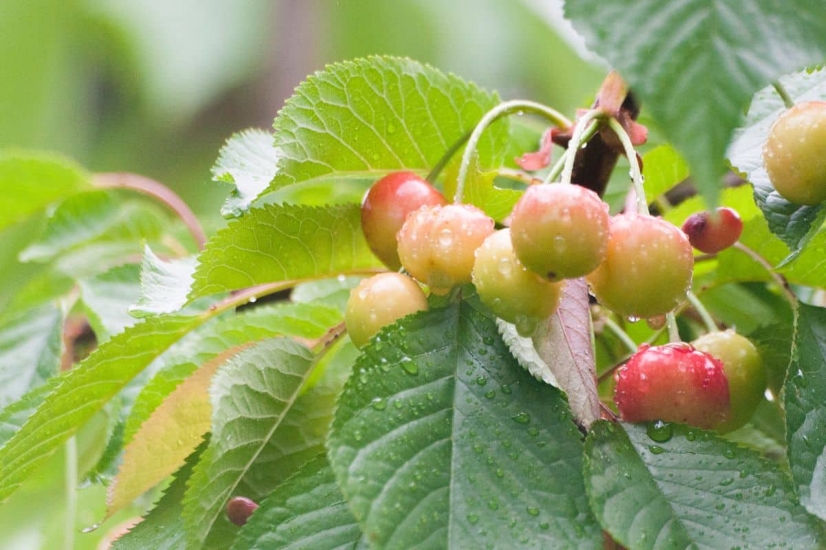 Cerisier avec cerises rouges et feuilles mouillées.