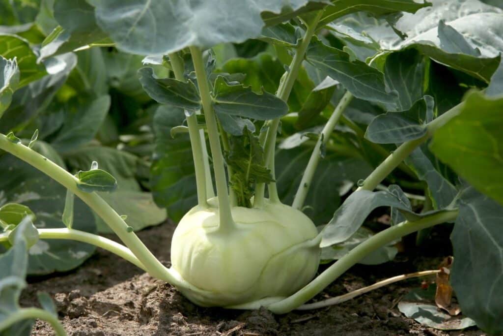 Chou-rave blanc dans le jardin, feuilles vertes.