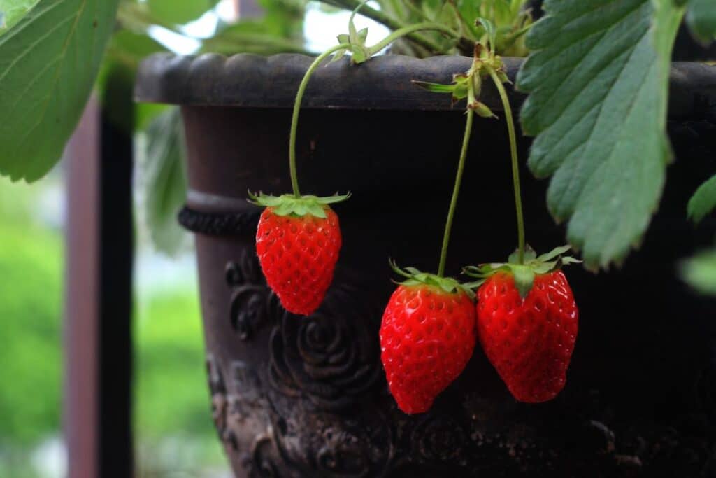 Trois fraises mûres suspendues à un pot.
