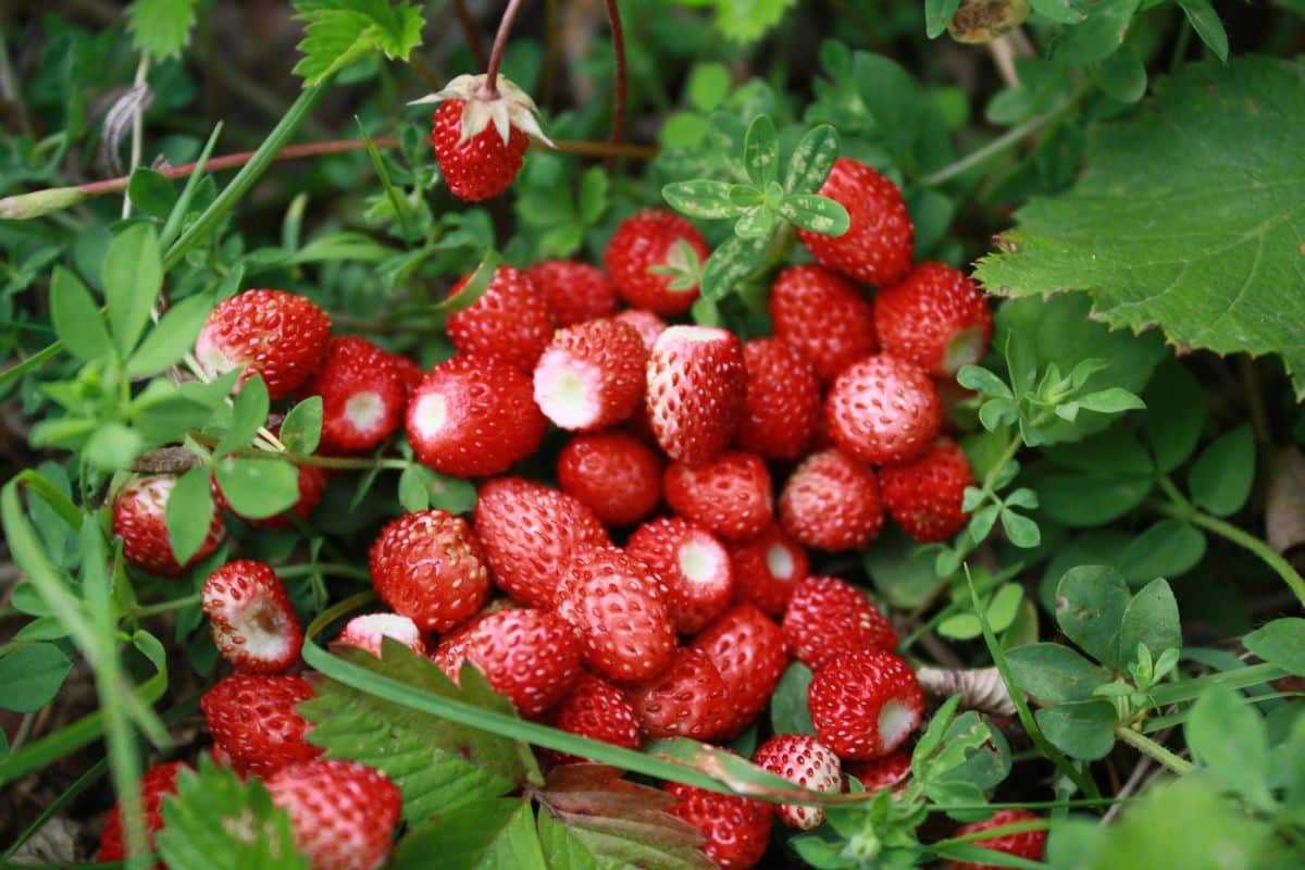 Fraises des bois rouges et feuillage vert.