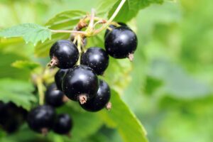 Ce fruitier planté en juillet est une machine à fruits : les récoltes seront impressionnantes l’année d’après