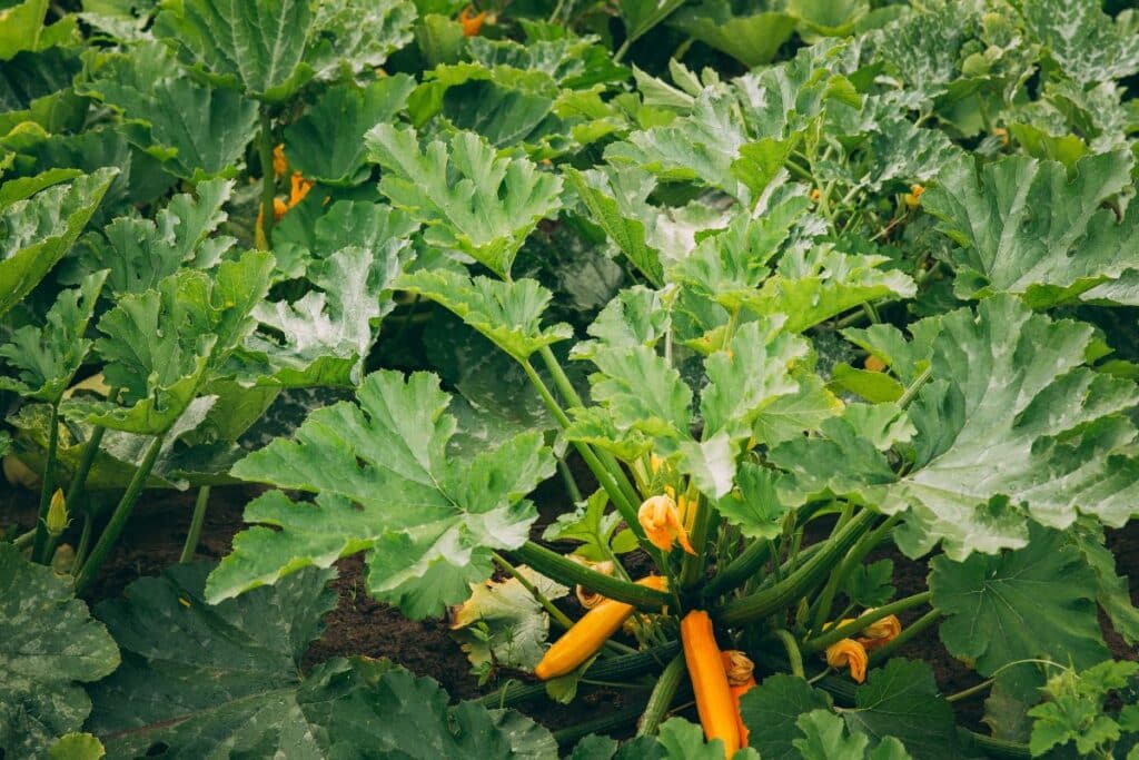 Plant de courgettes jaunes dans un jardin verdoyant.