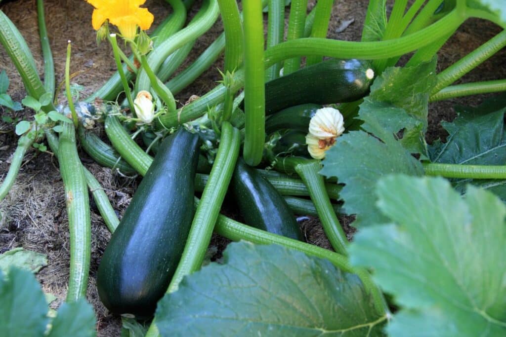 Courgettes poussant dans un jardin.
