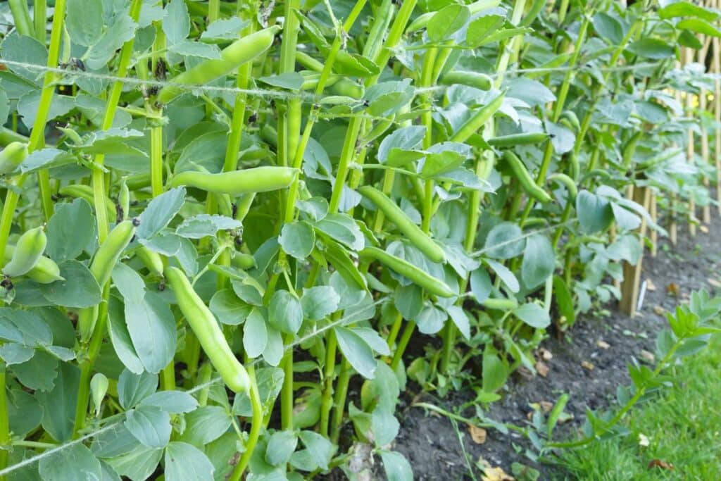 Plants de fèves en croissance dans un jardin.