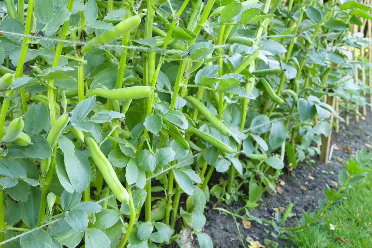 Plants de fèves en croissance dans un jardin.