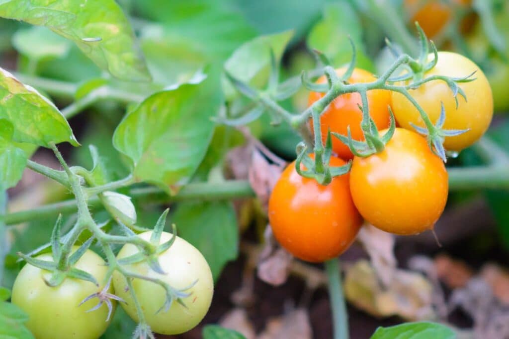 Tomates cerises jaunes sur plant vert