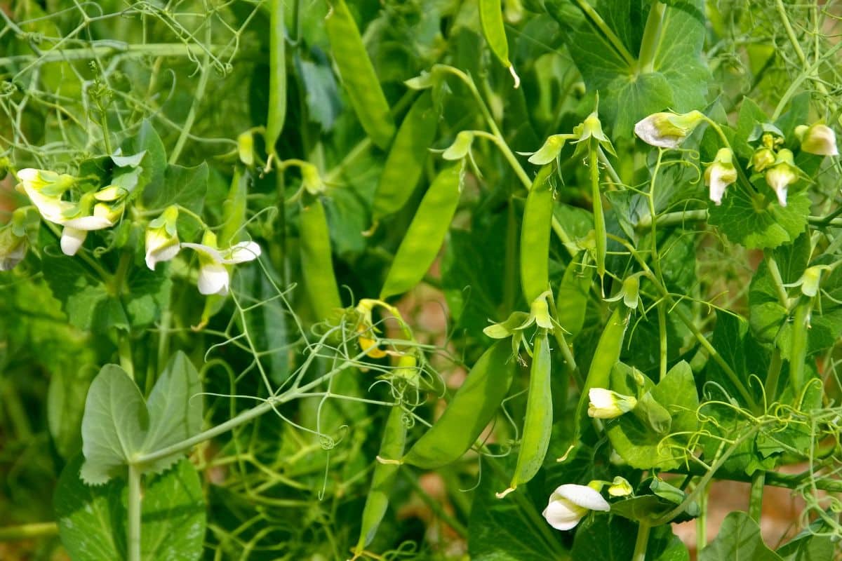 Plantes de pois verts avec fleurs blanches