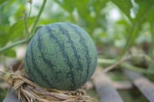 Potager : ces 2 gestes essentiels transforment vos melons en véritables bombes sucrées, sans un seul éclatement