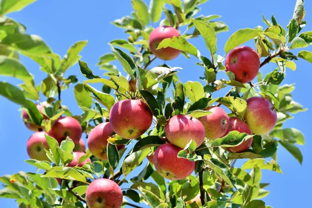 Pommes rouges sur arbre sous ciel bleu.