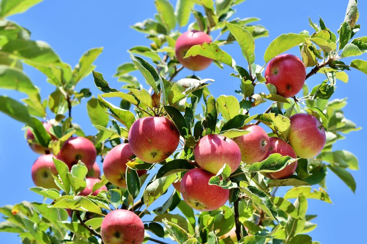 Pommes rouges sur arbre sous ciel bleu.