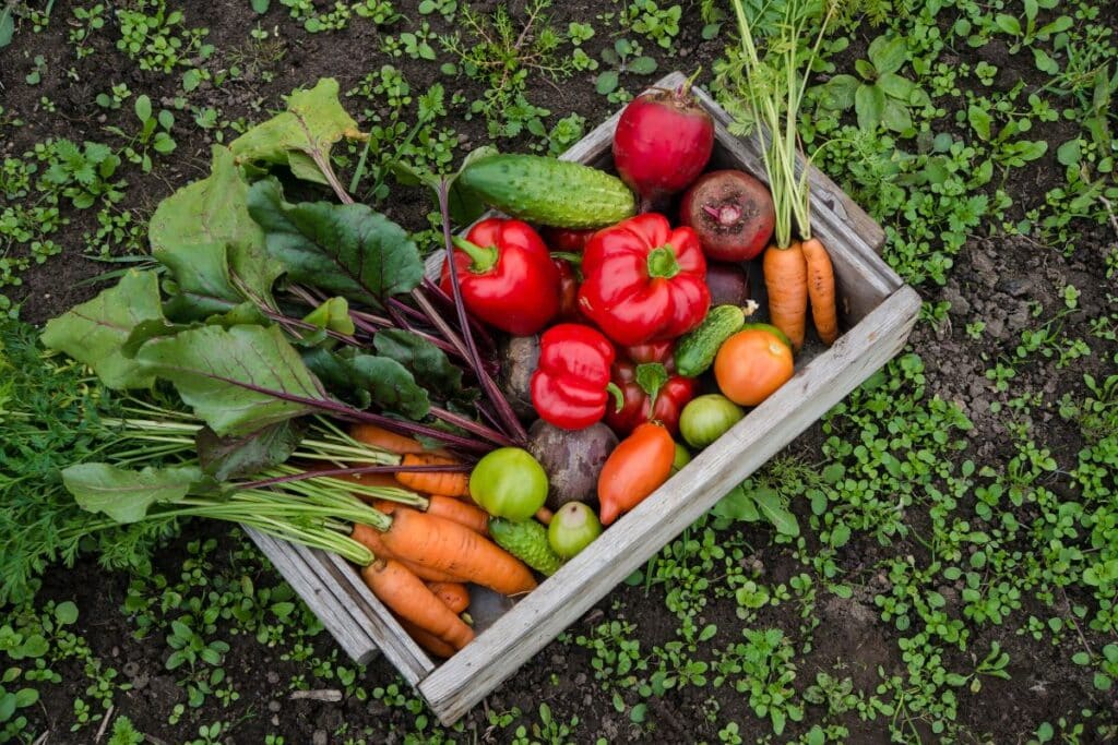 Panier de légumes frais sur terre.