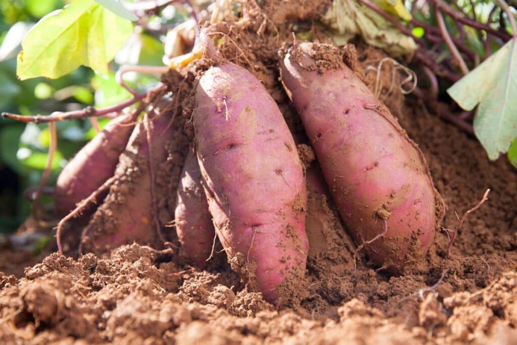 Patates douces fraîchement récoltées dans la terre