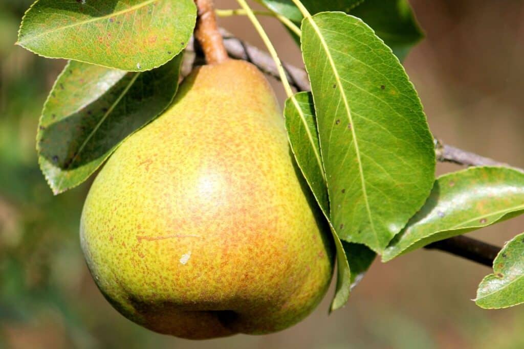 Poire mûre accrochée à une branche avec feuilles.