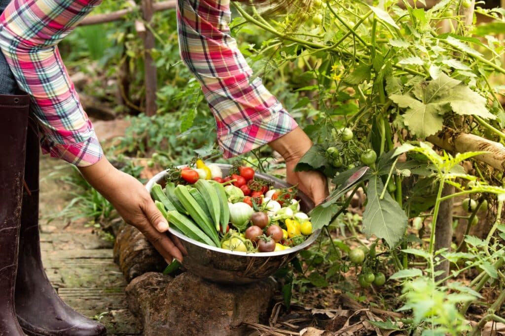 Récolte de légumes frais dans le jardin.