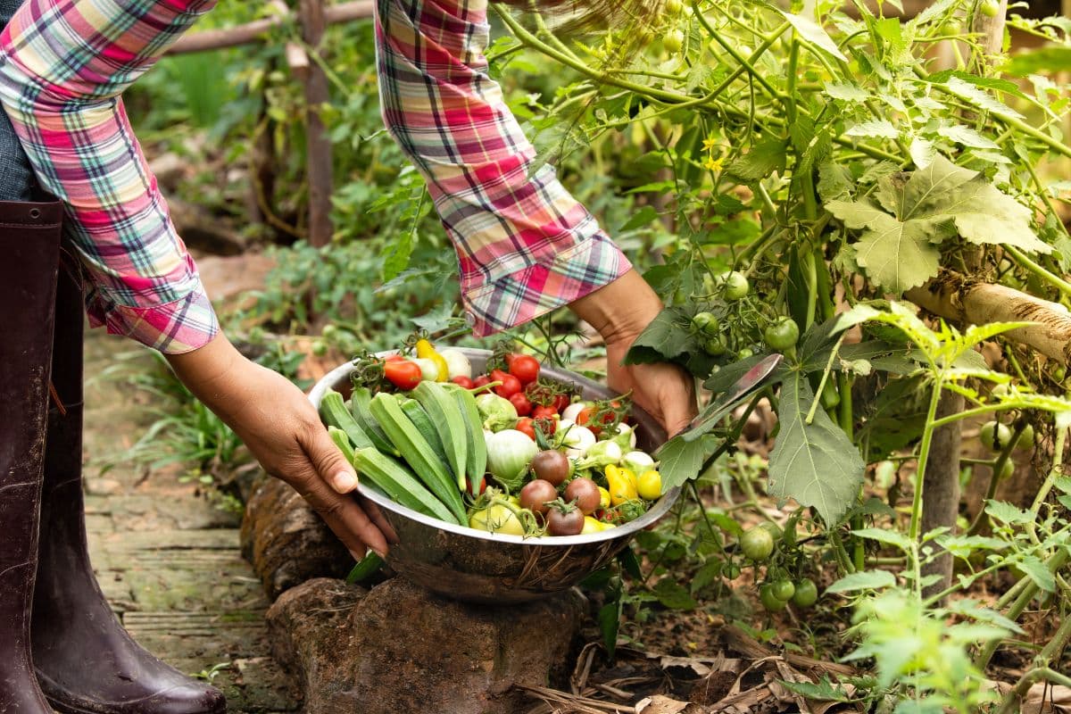 Récolte de légumes frais dans le jardin.
