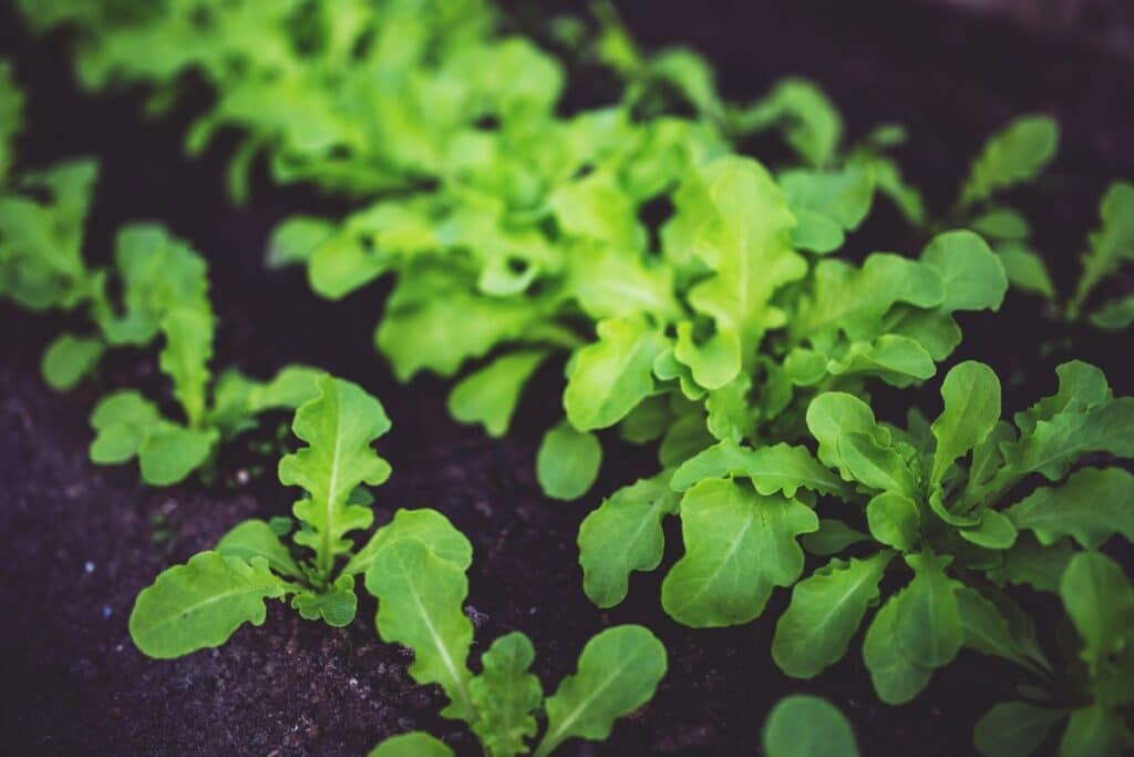 Plantes vertes en croissance sur sol sombre.