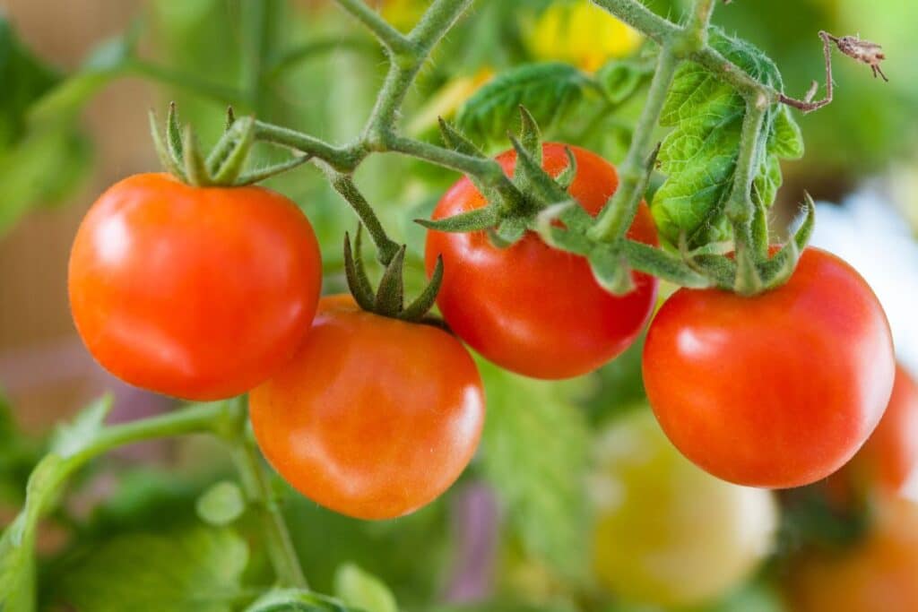 Tomates rouges mûres sur plante