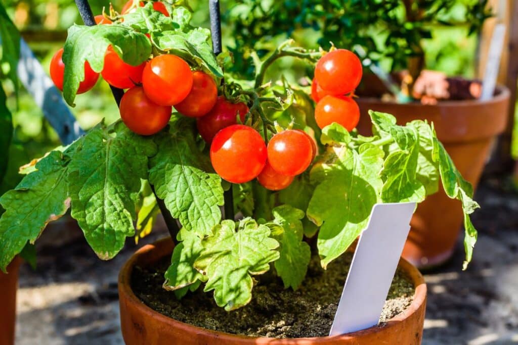 Plant de tomates cerises en pot