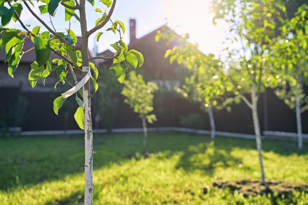 Jeunes arbres dans un jardin ensoleillé.