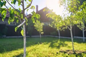 Jeunes arbres dans un jardin ensoleillé.