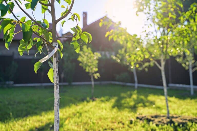 Jeunes arbres dans un jardin ensoleillé.