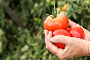 Elle fait pousser des tomates ultra goûteuses sans engrais : son geste quotidien au potager étonne tout le monde