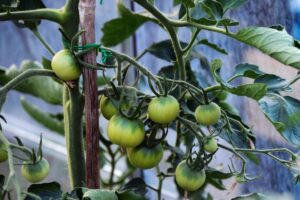 Elles restent vertes ou éclatent avant de mûrir ? Bertrand vous montre comment obtenir enfin des tomates grosses et rouges