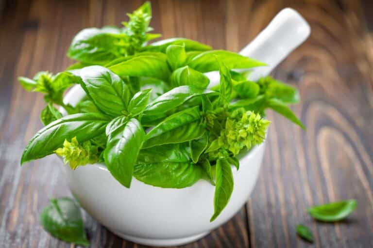 Feuilles de basilic frais dans un mortier blanc.