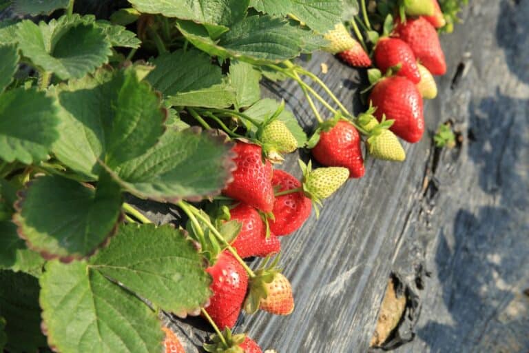 Fraises rouges mûres et vertes sur plante, extérieur.