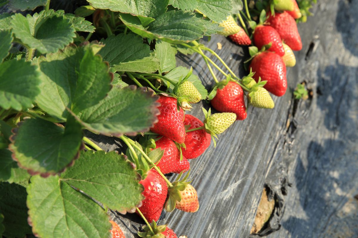 Fraises rouges mûres et vertes sur plante, extérieur.