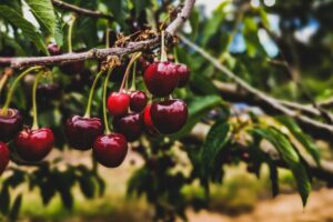 Cerises mûres sur un arbre avec feuilles vertes.