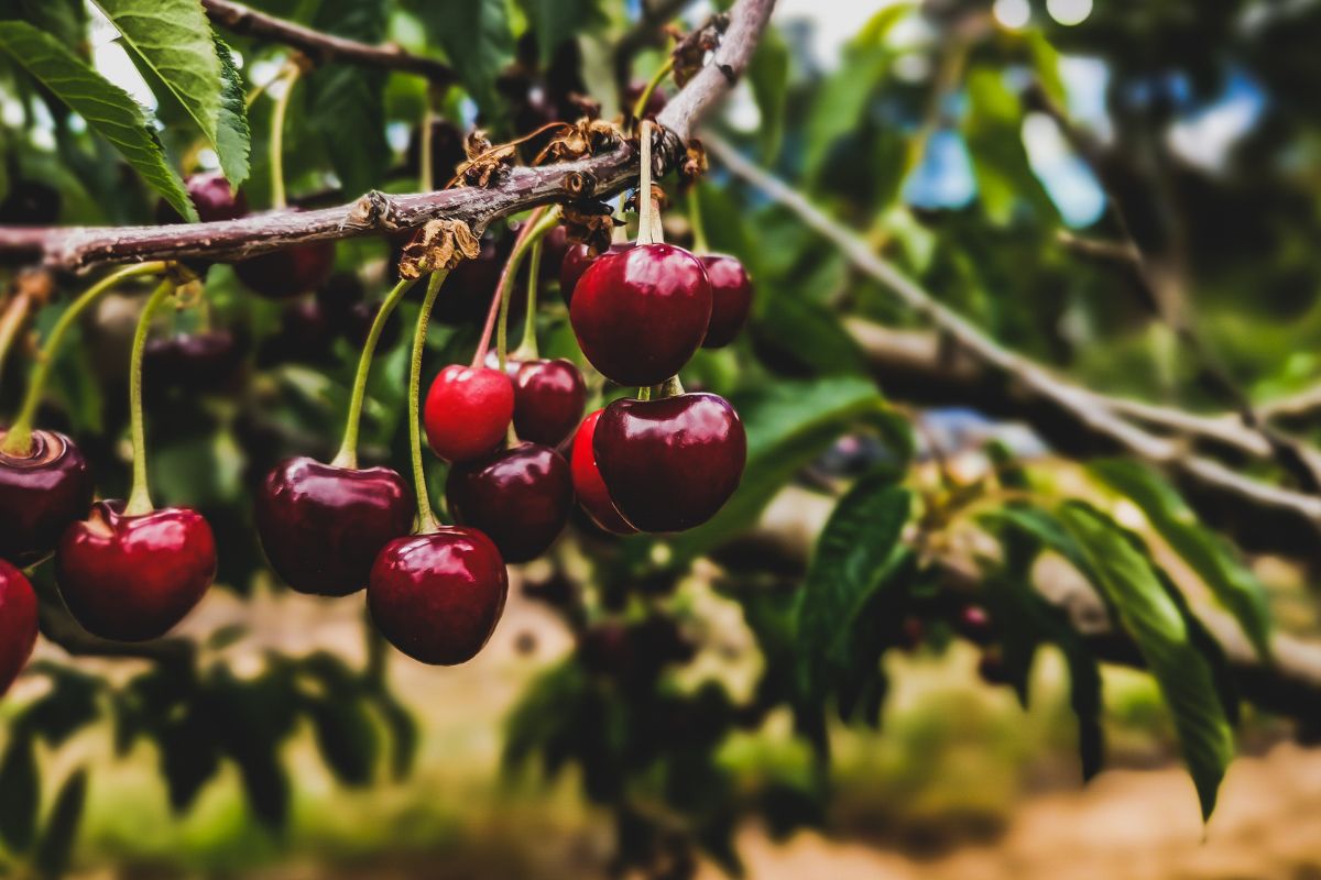 Cerises mûres sur un arbre avec feuilles vertes.