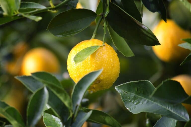 Citron jaune sur arbre avec gouttes d'eau.