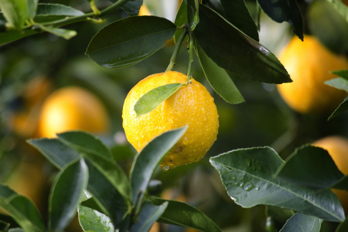 Citron jaune sur arbre avec gouttes d'eau.