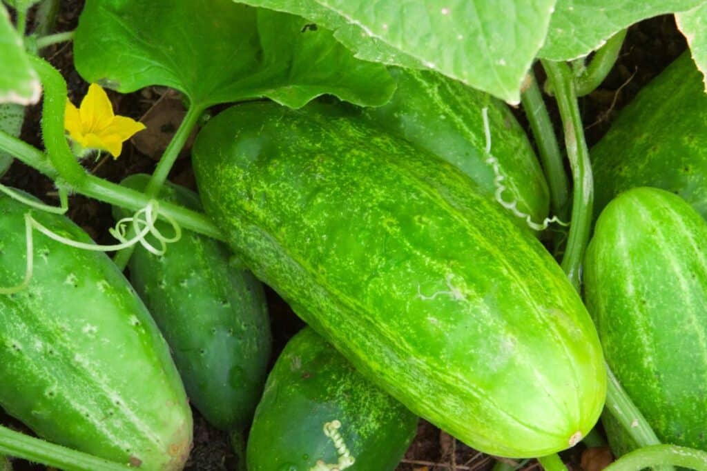 Concombres verts et fleurs jaunes dans un jardin
