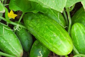 Concombres verts et fleurs jaunes dans un jardin