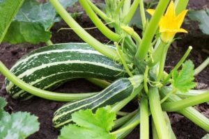 Courgettes rayées avec fleurs jaunes.
