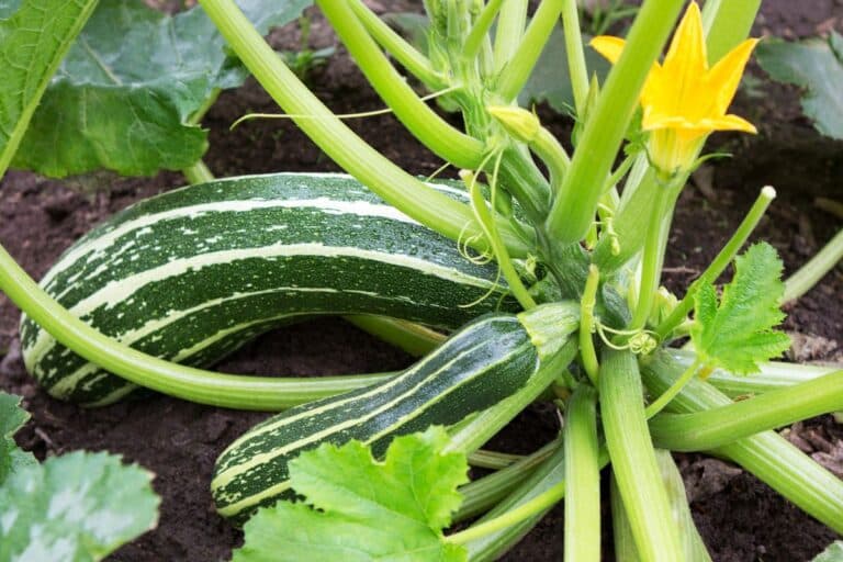 Courgettes rayées avec fleurs jaunes.
