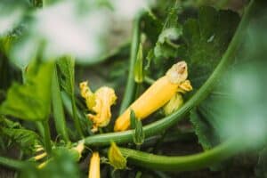 Courgette jaune poussant dans un jardin.