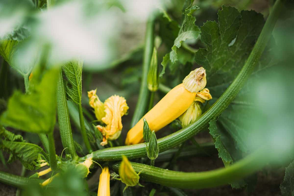 Courgette jaune poussant dans un jardin.