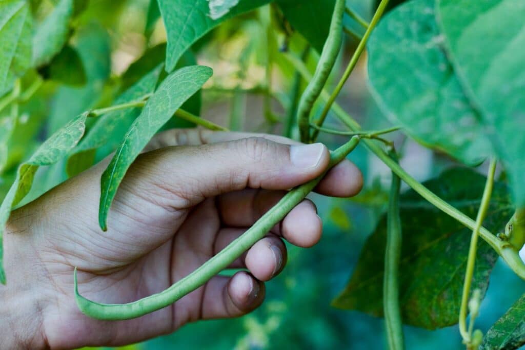 Main tenant un haricot frais sur une plante.